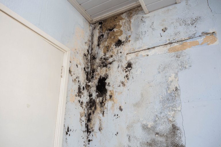 Mold Testing Service in Encino