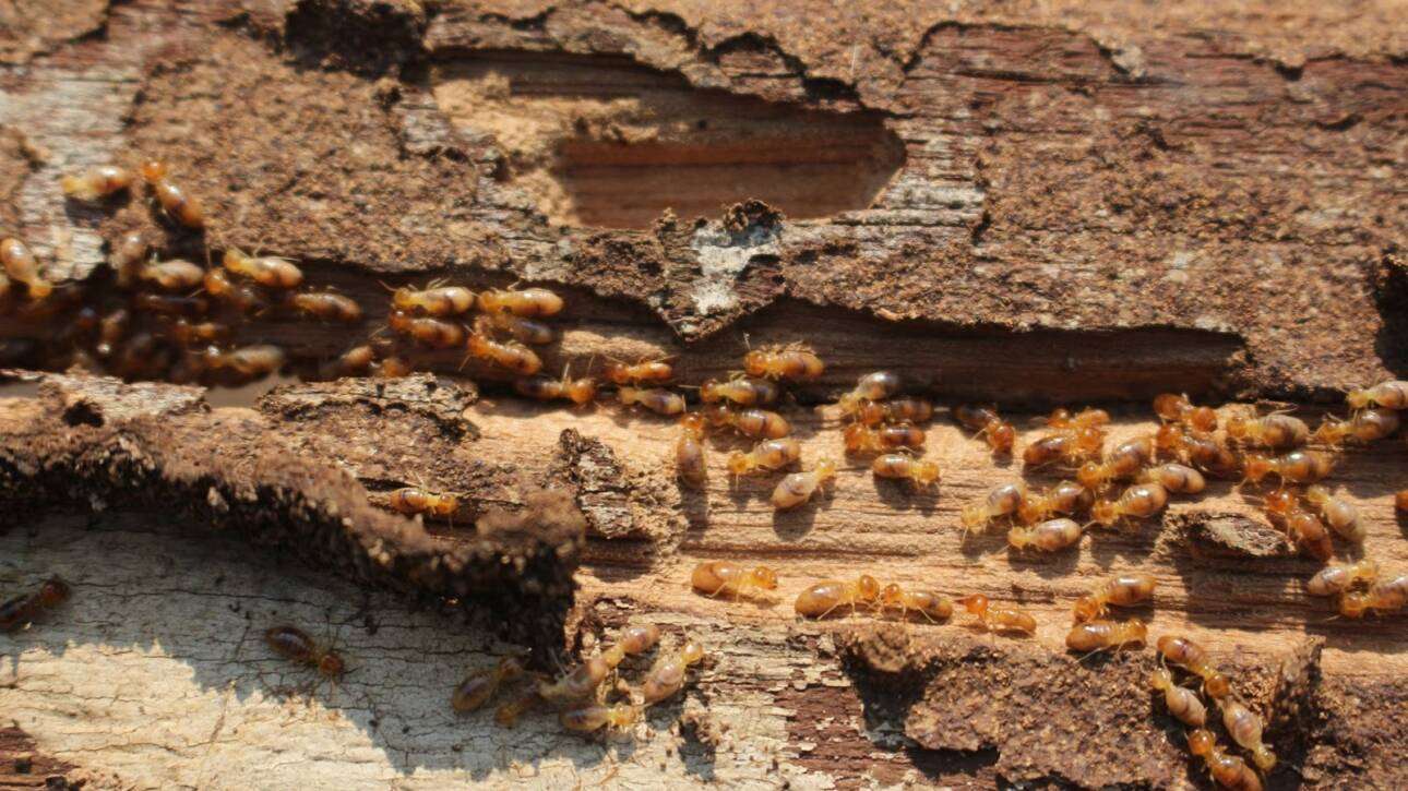 Termite Infestation