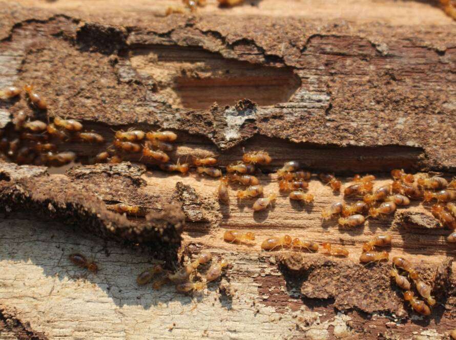 Termite Infestation