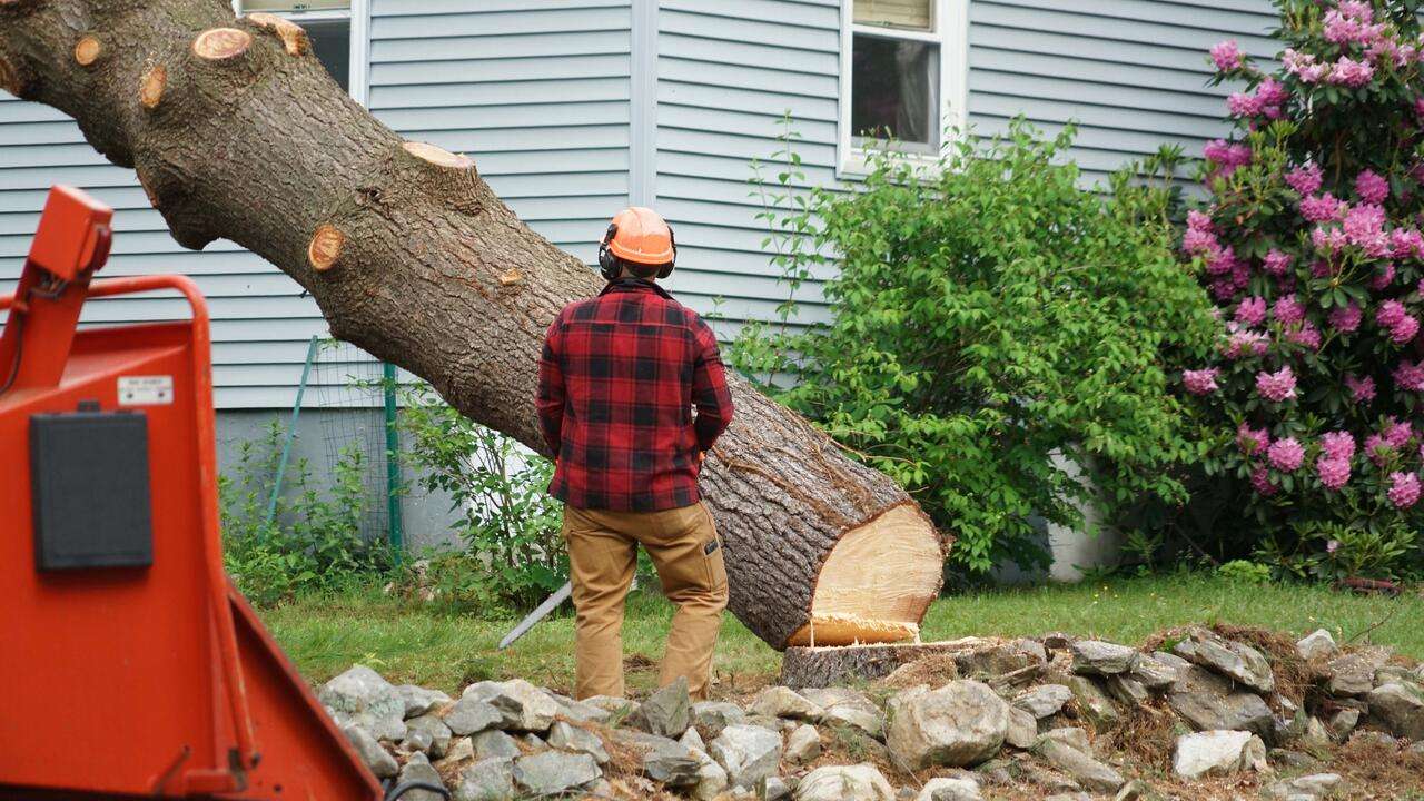 Emergency Tree Services Preston